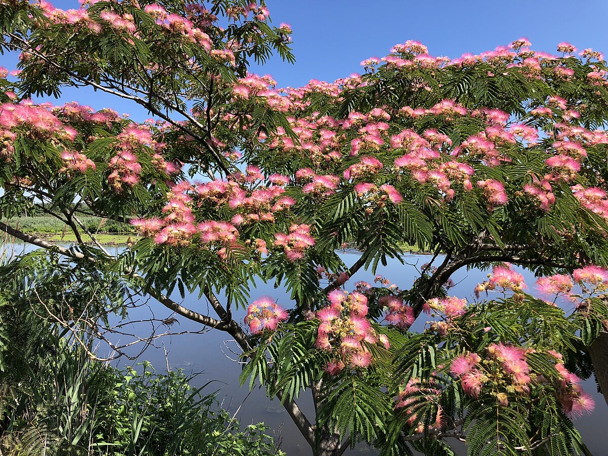 The Mimosa Tree- Our leather
